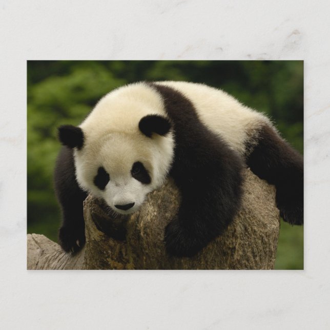 Pandababy (Ailuropoda melanoleuca) 4 Postkarte (Vorderseite)