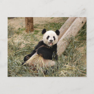 PandaM001 Postkarte