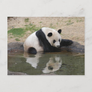PandaM008 Postkarte