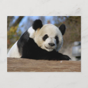 PandaM011 Postkarte