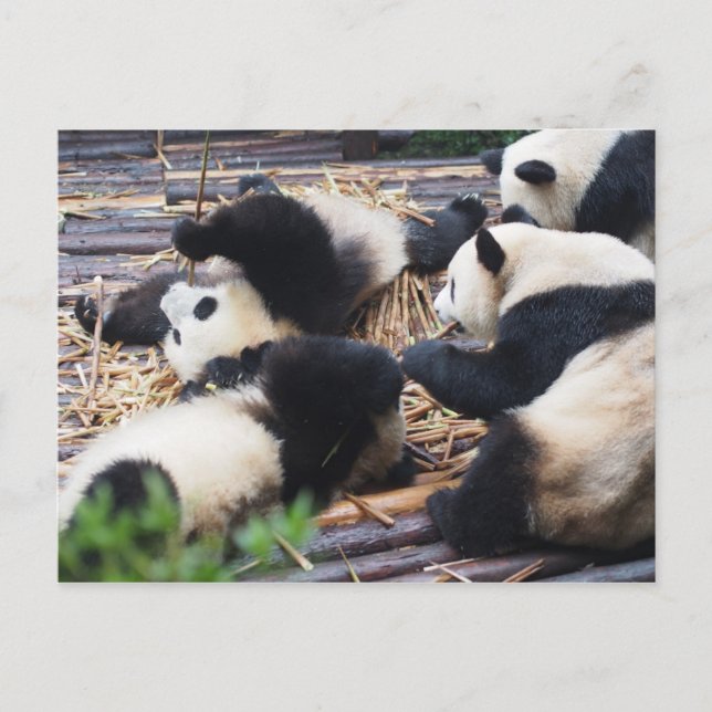 Pandas, Chengdu, China Postcard Postkarte (Vorderseite)