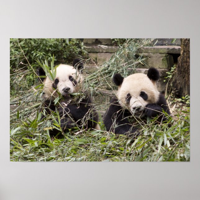 Pandas Eating Bamboo! Poster (Vorne)