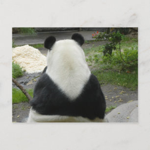 PandaSD002 Postkarte