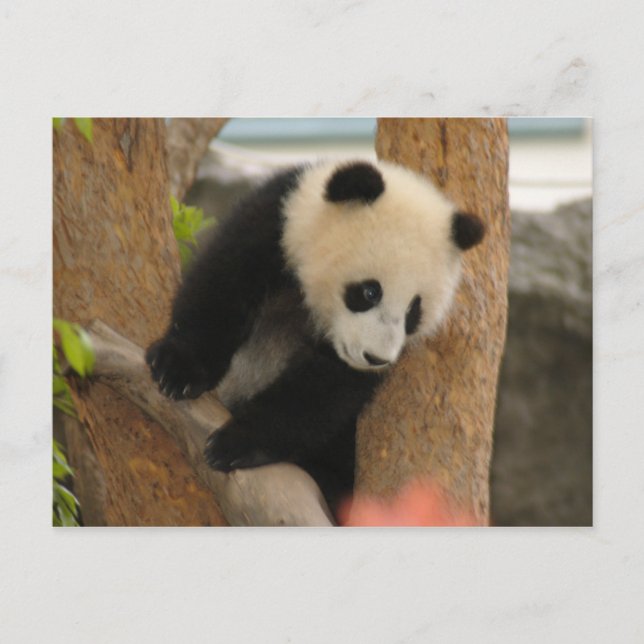 PandaSD009 Postkarte (Vorderseite)