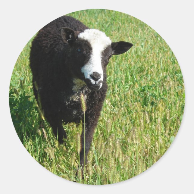 Pandi Runder Aufkleber (Vorderseite)