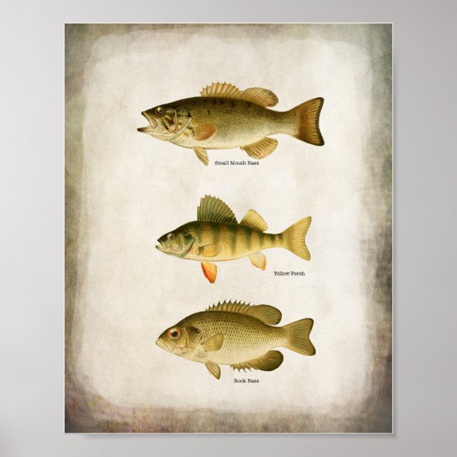 Panfish Fish Perle Bass und Walleye Wall Art Poster (Vorne)