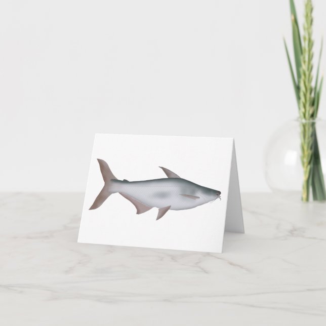 Pangas Catfish (Vorderseite)