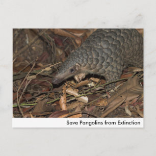 Pangoline vom Aussterben auf der Postkarte gerette