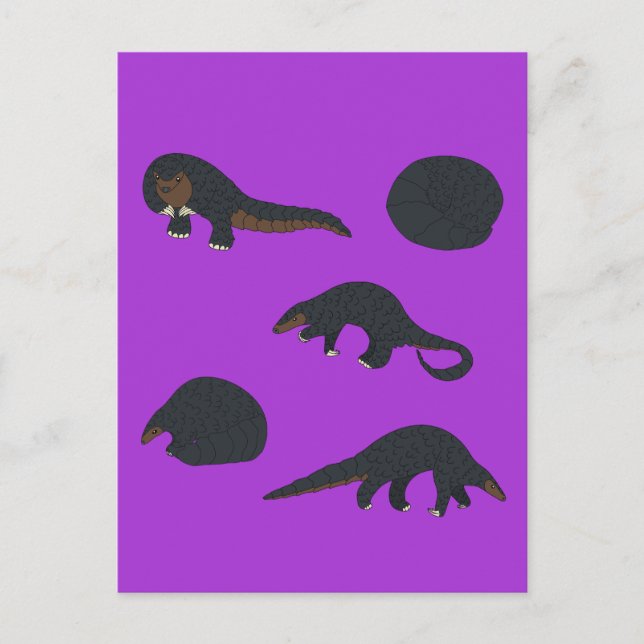 Pangolins Postkarte (Vorderseite)