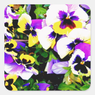 Panik-Blume Quadratischer Aufkleber