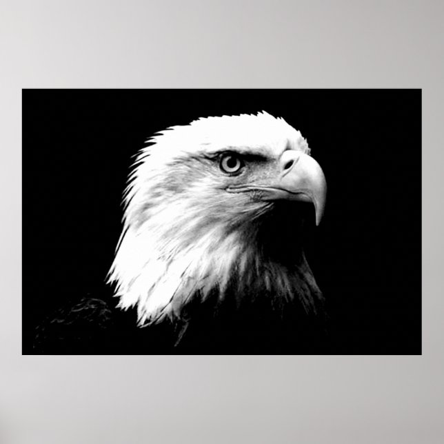 Panorama Bald Eagle American Eagle Poster Print (Vorne)