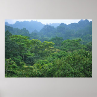 Panorama-Panoramablick auf den Regenwald Poster