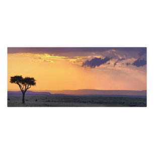 Panoramablick auf einen einzelnen Akazienbaum bei Fotodruck