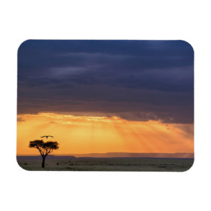 Panoramablick auf Geier und Akazienbaum Magnet