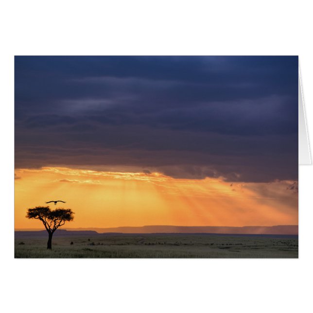 Panoramasicht auf Vulture und Akazienbaum (Vorderseite (Horizontal))