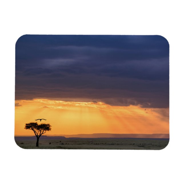 Panoramasicht auf Vulture und Akazienbaum Magnet (Horizontal)