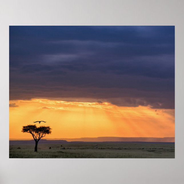 Panoramasicht auf Vulture und Akazienbaum Poster (Vorne)