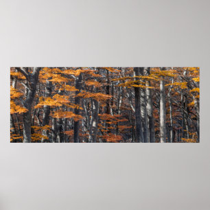 Panoramawaldlandschaft, ushuaia, argentina poster