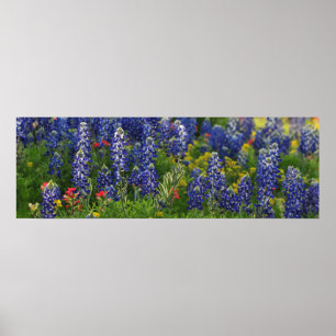 Panoramische Bluebonnet-Szene Poster