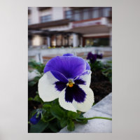 Pansy auf dem Bürgersteig