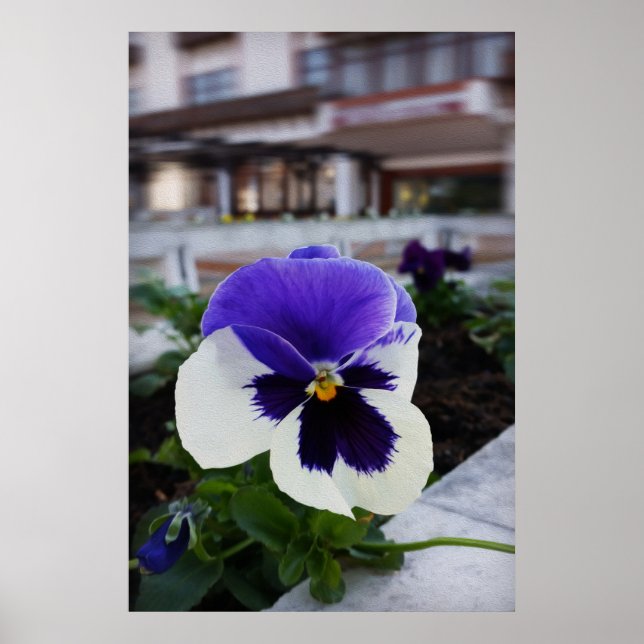 Pansy auf dem Bürgersteig Poster (Vorne)