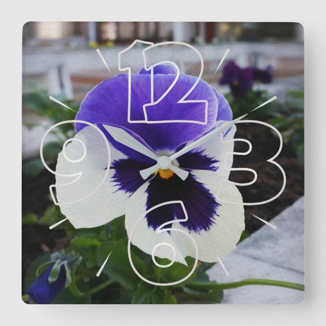 Pansy auf dem Gehsteig Quadratische Wanduhr (Vorderseite)
