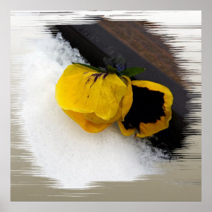 Pansy auf Schnee Poster