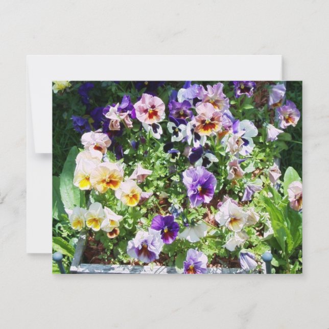 Pansy B Karte (Vorderseite)