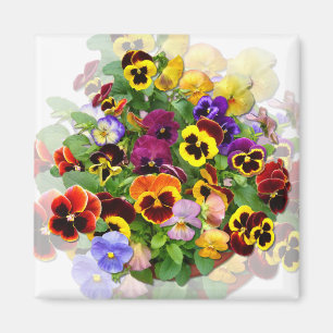 PANSY BEAUTY MAGNET