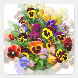 PANSY BEAUTY ~Square Stickers