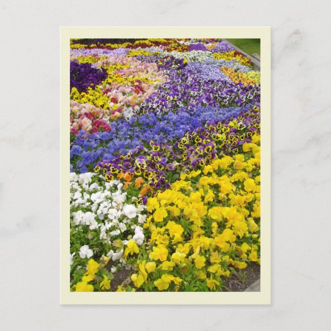 Pansy Bed Postcard Postkarte (Vorderseite)