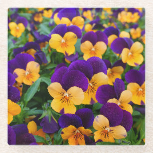 Pansy Bloom: Garden Beauty Nah-up. Glasuntersetzer