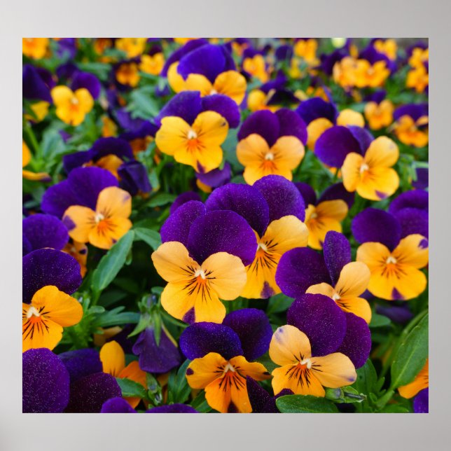 Pansy Bloom: Garden Beauty Nah-up. Poster (Vorne)