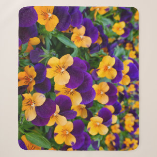 Pansy Bloom: Garden Beauty Nah-up. Sherpadecke