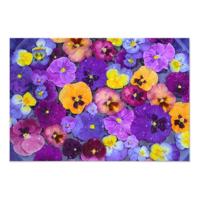 Pansy Blume schwimmen im Vogelbad mit Tau Fotodruck (Vorne)
