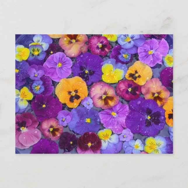 Pansy Blume schwimmen im Vogelbad mit Tau Postkarte (Vorderseite)