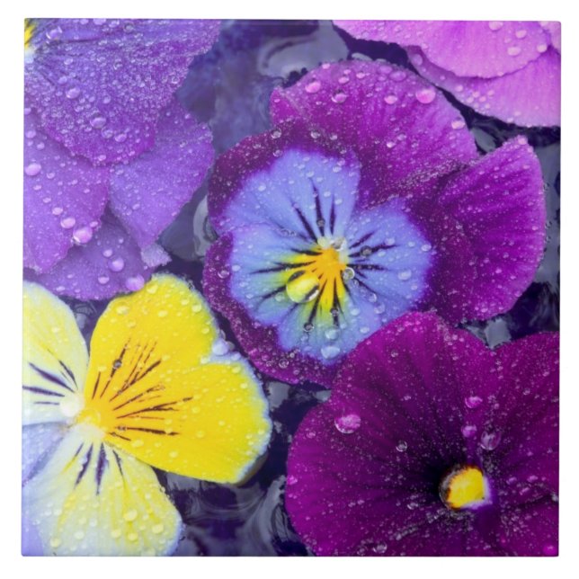 Pansy Blume schwimmen im Vogelbad mit Taube Fliese (Vorderseite)