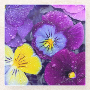 Pansy Blume schwimmen im Vogelbad mit Taube Glasuntersetzer