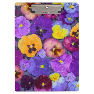 Pansy Blume schwimmen im Vogelbad mit Taube Klemmbrett