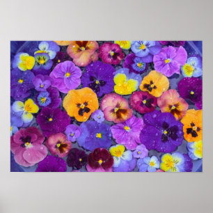 Pansy Blume schwimmen im Vogelbad mit Taube Poster