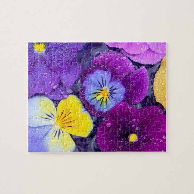 Pansy Blume schwimmen im Vogelbad mit Taube Puzzle (Horizontal)
