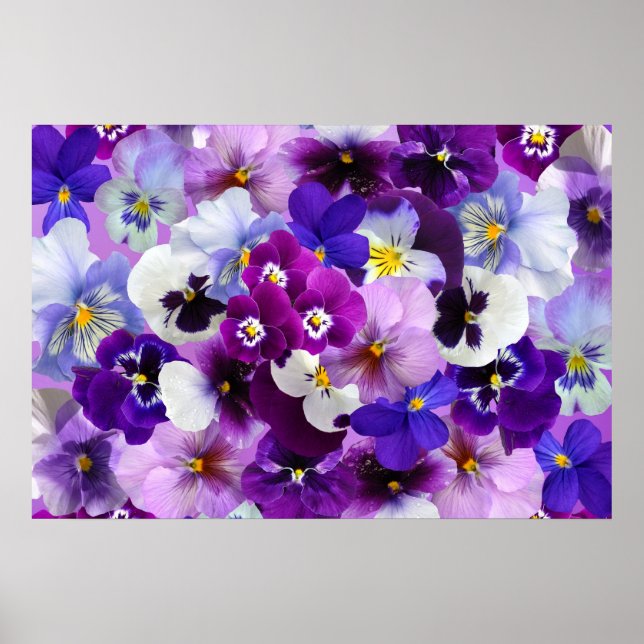 Pansy Blume Wallpaper Art Poster (Vorne)