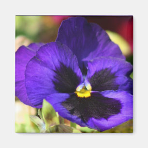 Pansy-Blumen-Magnet Magnet
