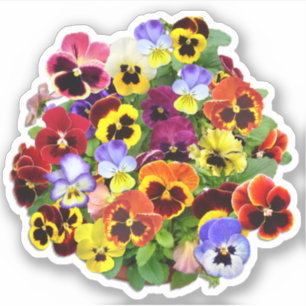Pansy Display Contour Aufkleber