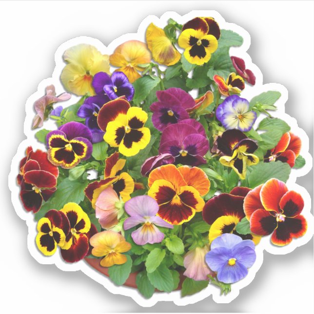 Pansy Display Custom Cut Vinyl Sticker (Vorderseite)