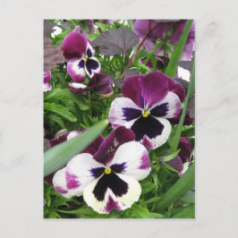 Pansy Garden Postcard Postkarte