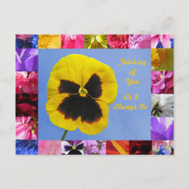 Pansy Garden Postcard Postkarte