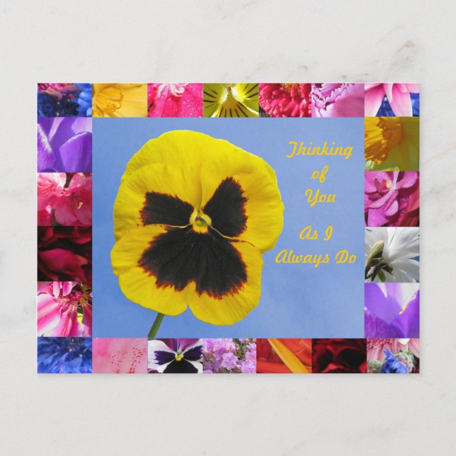 Pansy Garden Postcard Postkarte (Vorderseite)