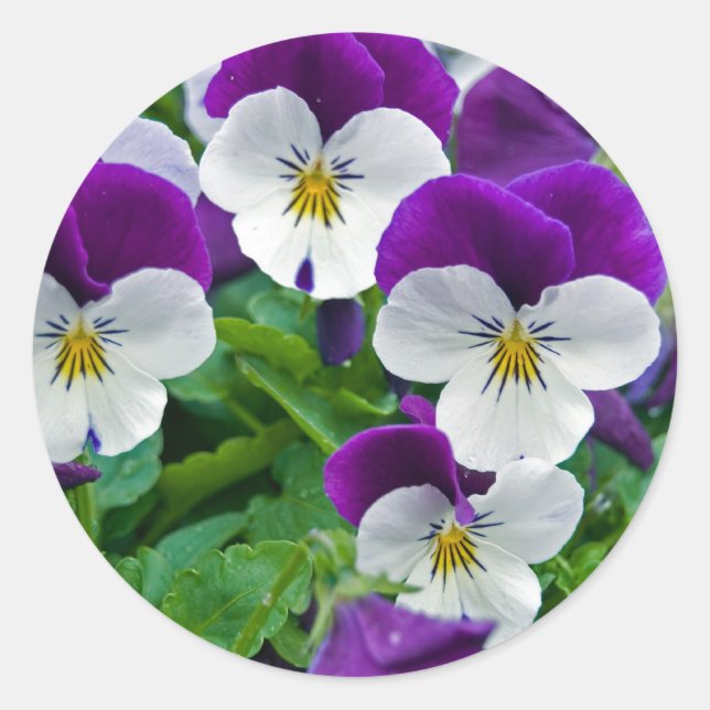 Pansy Lila Runder Aufkleber (Vorderseite)