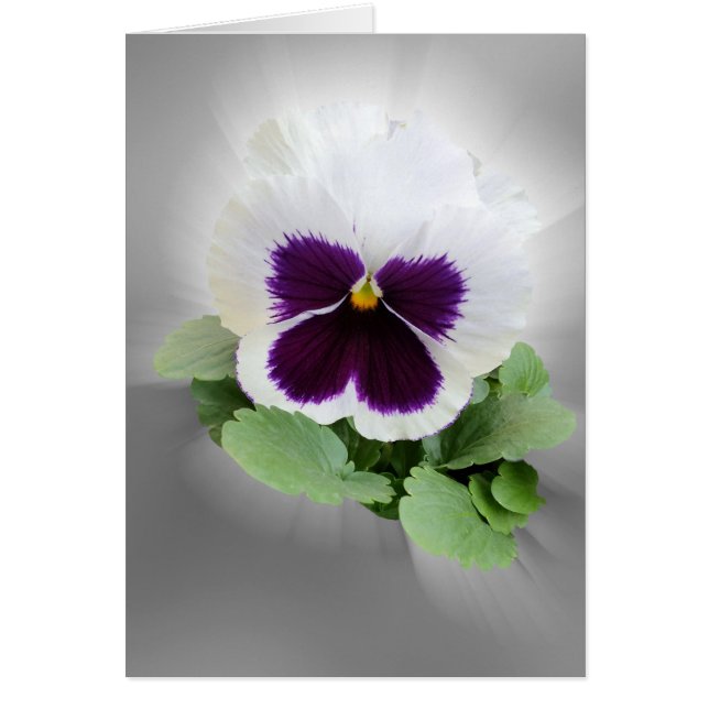 Pansy lila white (Vorne)